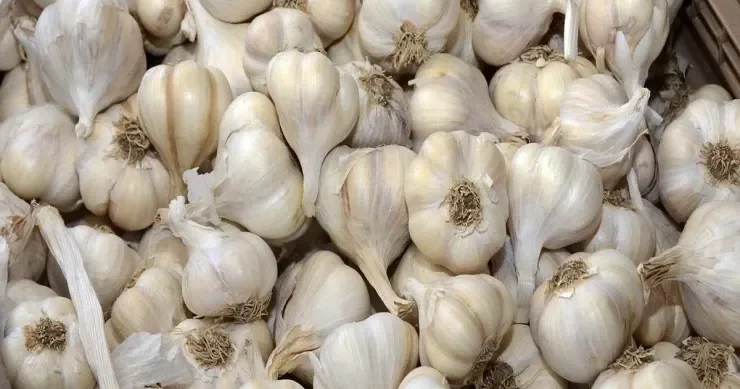 Sarımsağı soyuducuda saxlamaq olarmı?