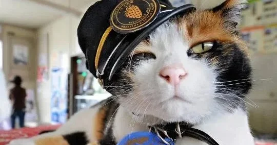 Bu ölkədə pişik stansiya rəisi təyin edildi VİDEO