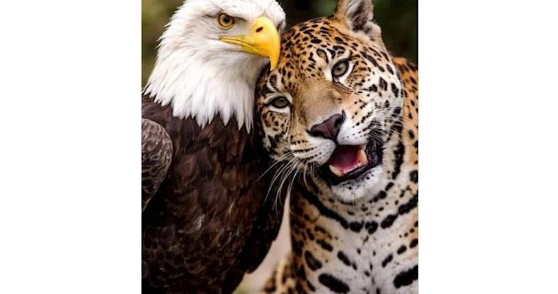 Kolumbiya Prezidenti Trampla söhbətindən sonra bu fotonu paylaşdı