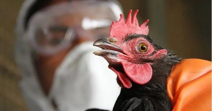 Azərbaycanda quş qripinə yoluxma halı baş verib? RƏSMİ CAVAB