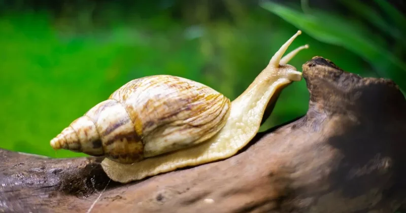 Azərbaycan ilbizləri Avropa bazarlarında peyda olacaq