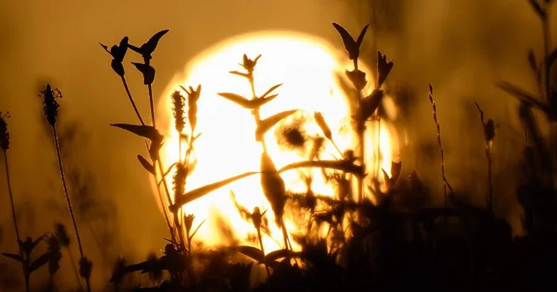 Стало известно, когда повторится сближение Венеры и Марса с Солнцем