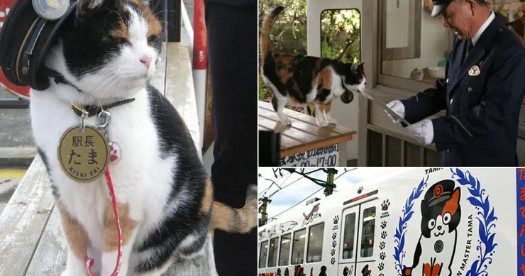 Xallı pişik qatar stansiyasında növbətçi oldu VİDEO