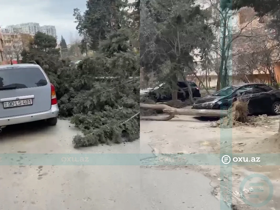 Xətaidə aşan ağac avtomobilə ziyan vurdu Yol bağlandı