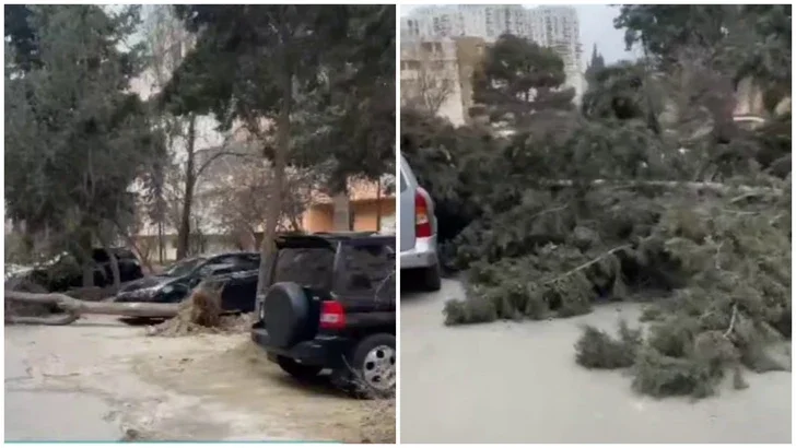 В столице дерево рухнуло на автомобиль