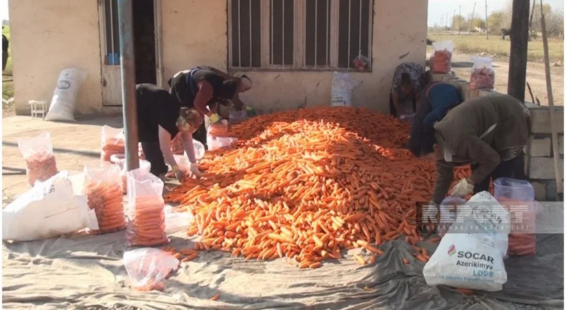 Xərci borcunu ödəməyən faydalı bitki Bərdədə yerkökü sahələri niyə kəskin azalıb?