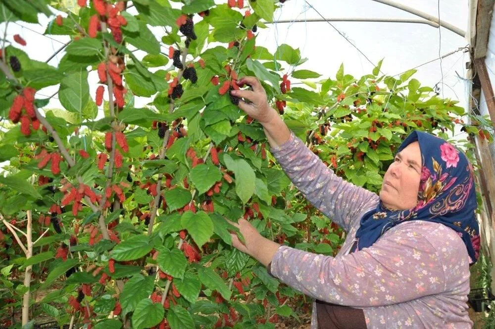 Örtü altında yetişir: Kilosu 120 lirə