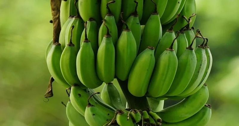Yaşıl banan xərçəngin qarşısını ala bilər ARAŞDIRMA