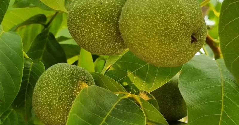 Yaş qozun faydaları nələrdir?