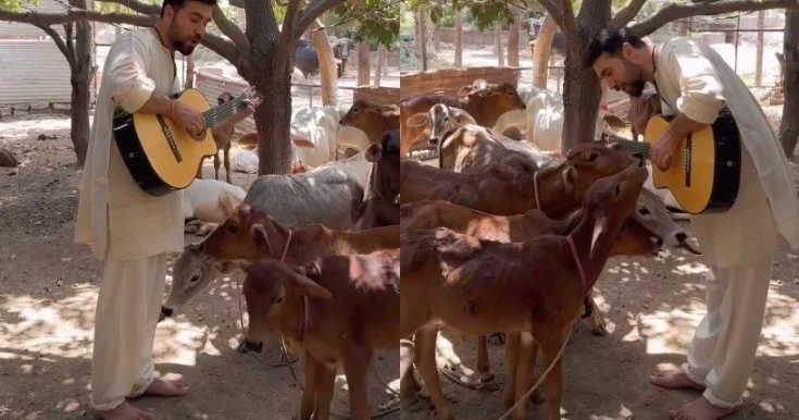 Çingiz bu dəfə buzovlara mahnı oxudu Video