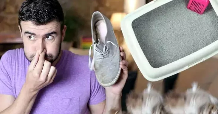 Ayaqqabısına pişik qumu səpdi: Nəticə inanılmazdır