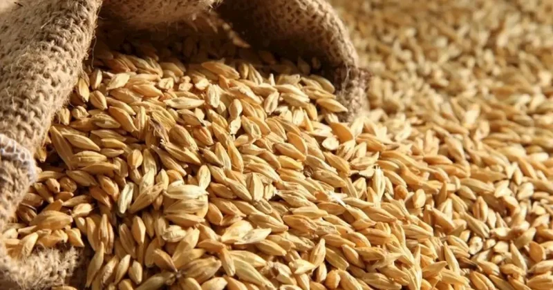 Taxılda xaricdən asılılıq belə bitəcək AÇIQLAMA