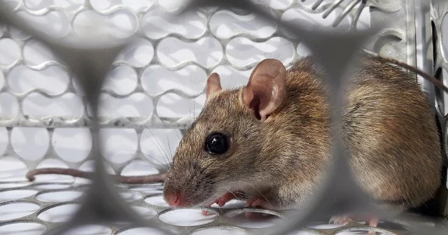Dünyanın yeni bəlası hantavirus Nələri bilməliyik?
