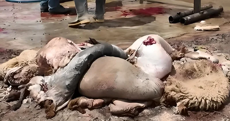 Kəsim məntəqələrindən İYRƏNC GÖRÜNTÜLƏR: Qurbanlıq heyvanların tullantıları DƏHŞƏTLİ MƏNZƏRƏ yaratdı