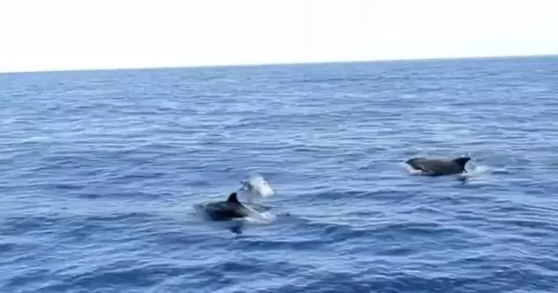 Antalyada delfinlər qayıqla yarışdılar MARAQLI GÖRÜNTÜLƏR