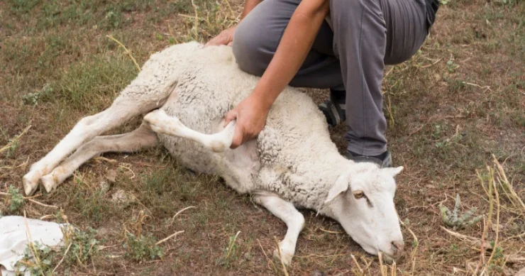 Qurban kəsərkən infarkt keçirən polis zabiti öldü