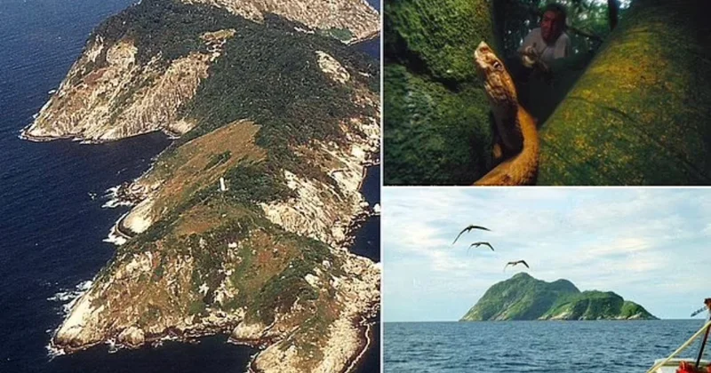 Yalnız hərbçilərin və alimlərin daxil ola bildiyi ada: Səbəb zəhərli təhlükə dir (FOTO)