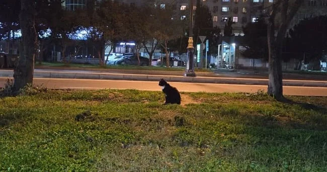 Miyav... Dəcəllik, yoxsa yüksək intellekt? 15 saatlıq yaddaşa sahib pişiyin ağıllı olduğunu göstərən işarələr nələrdir? Video