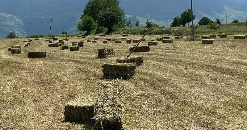 Qeyri sabit hava otun qiymətini bahalaşdıra bilər