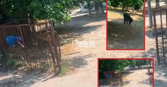 Bakıda uşaq bağçası ilə bağlı NARAZILIQ Qapısı yoxdur