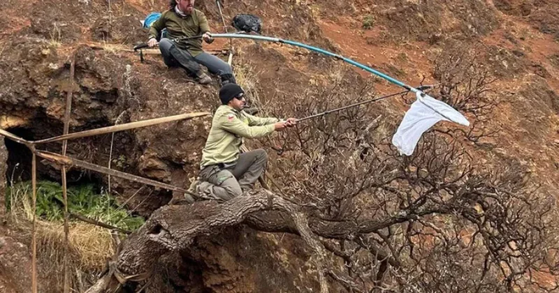 Dünyada yalnız bir dənədir 24 saat qorunur FOTO