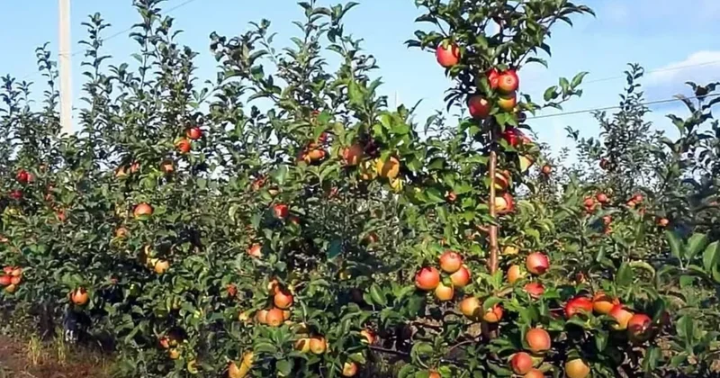 Azərbaycanda bağçılıq subsidiyası veriləcək