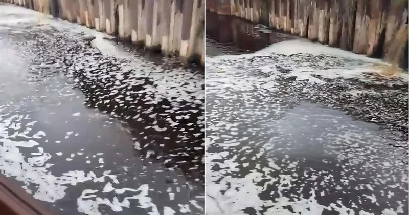 Bakıda pivə zavodu dənizi belə murdarlayır RƏSMİ AÇIQLAMA
