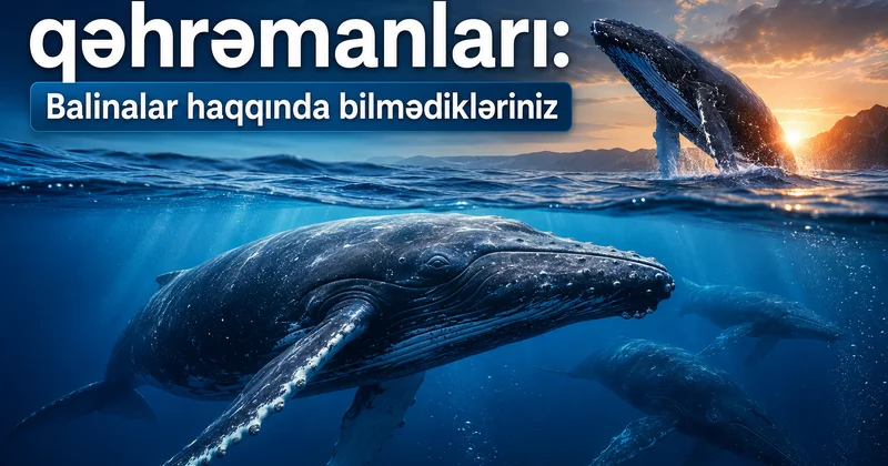Balinalar niyə Yer kürəsinin xilaskarları hesab olunur? VİDEO