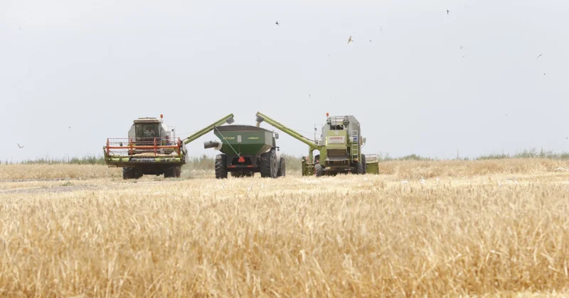 Zəmilərdən 2 milyon 386 min 294 ton məhsul yığılıb taxıl biçini davam edir
