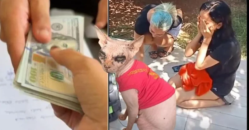 İtən pişiyini tapan şəxsə 2 min dollar verdi