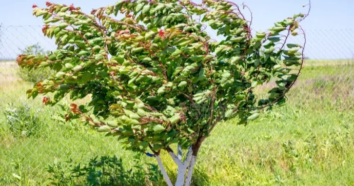 Qeyri sabit havalar kənd təsərrüfatına mənfi təsir göstərib? EKSPERTLƏRDƏN AÇIQLAMA FOTO