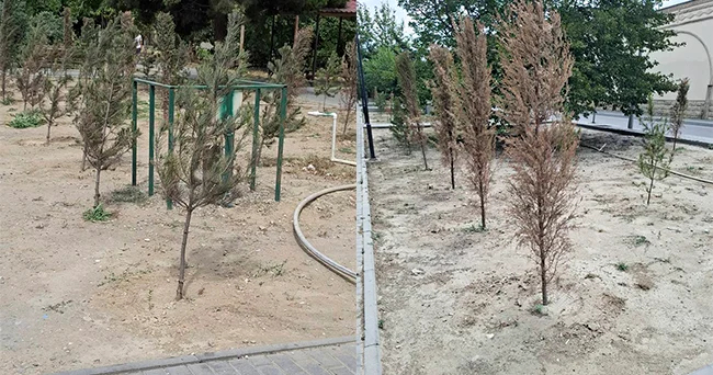 Ağaclar bizdən yalnız su istəyir Biz onlara bunu verə bilirikmi?
