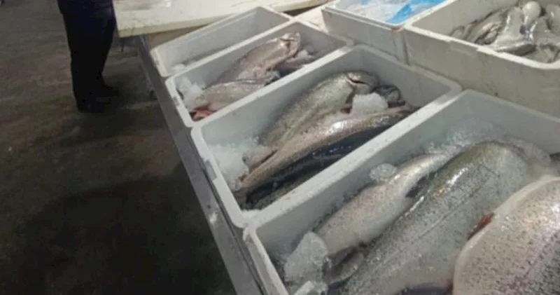 “Keşlə” bazarından balıq alanların nəzərinə Fotolar