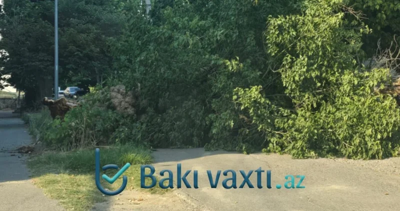 Mingəçevirdə ağac maşınların üstünə aşdı FOTOLAR