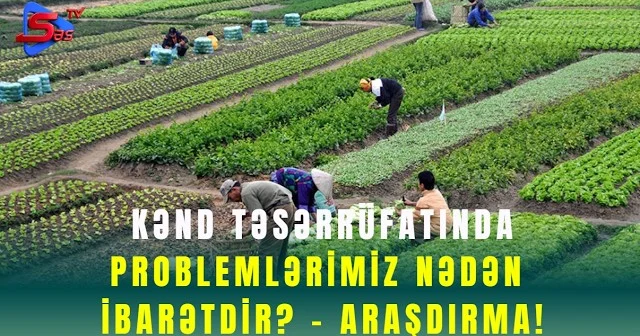 Kənd Təsərrüfatında Problemlərimiz Nədən İbarətdir? ARAŞDIRMA!
