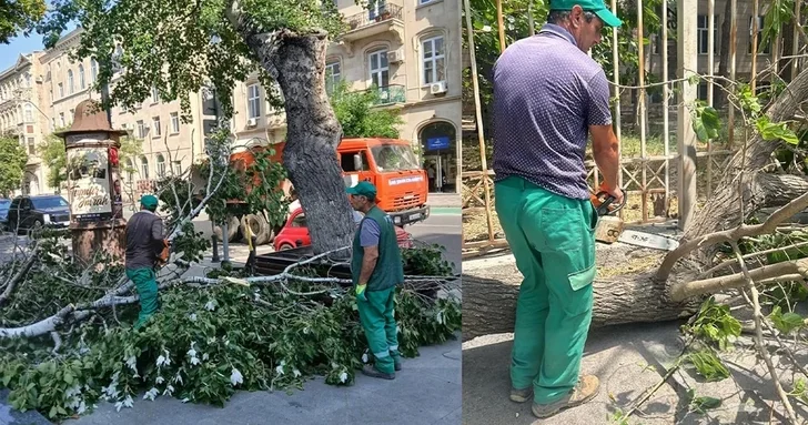 Сильный ветер повалил деревья в Баку
