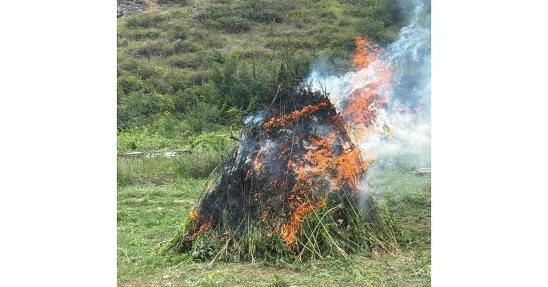 Laçında 2,4 ton çətənə kolu məhv edilib KONKRET