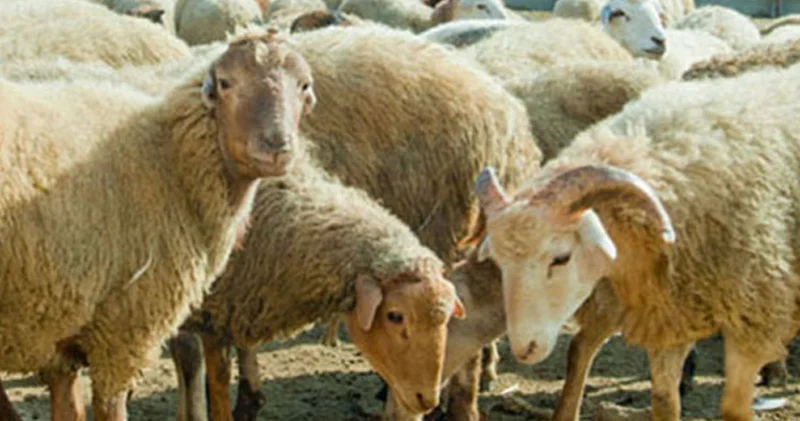Nazirliyin balansındakı heyvanları oğurladı Dövlətə 6 mindən çox ziyan vurdu