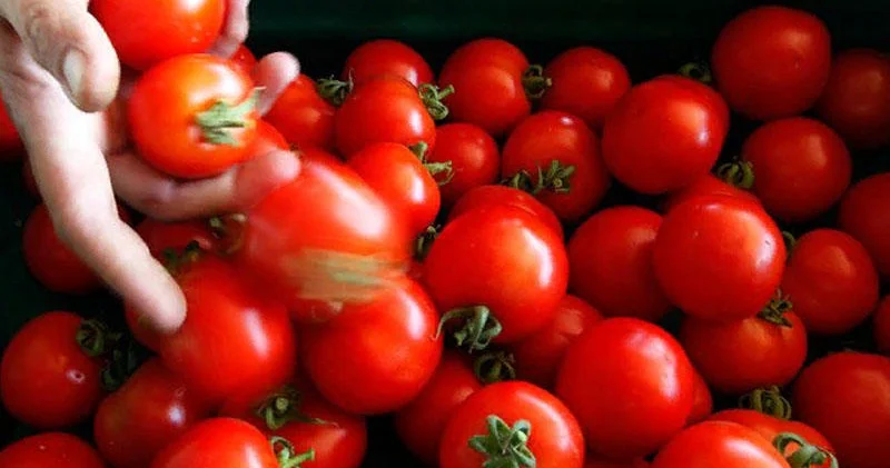 Kartofun qohumu pomidor imiş