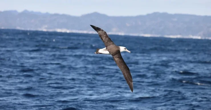 Dünyanın ən yaşlı quşu 74 yaşlı Albatros hələ də bala bəsləyir