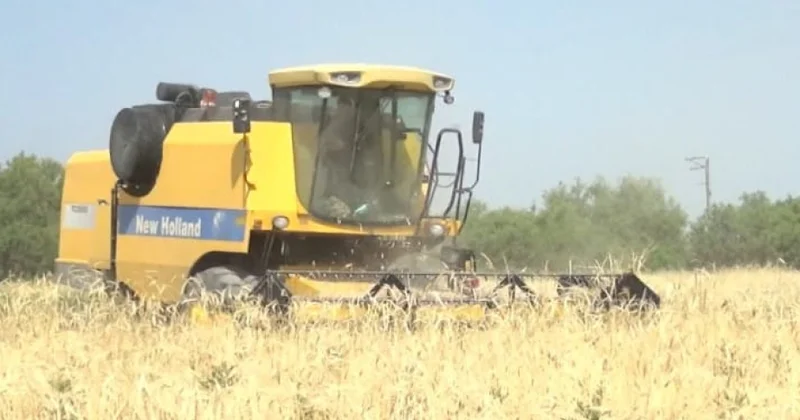 Qazaxda 11,7 min hektar taxıl sahəsindən 39 min tondan çox məhsul götürülüb