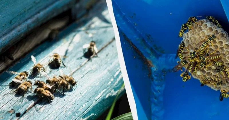 Cəmi 5 dəqiqə: Arı yuvalarını necə tez və təhlükəsiz təmizləmək olar?