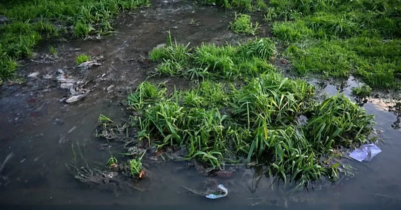 Guardian: В Англии все водоемы оказались загрязнены токсичными химикатами