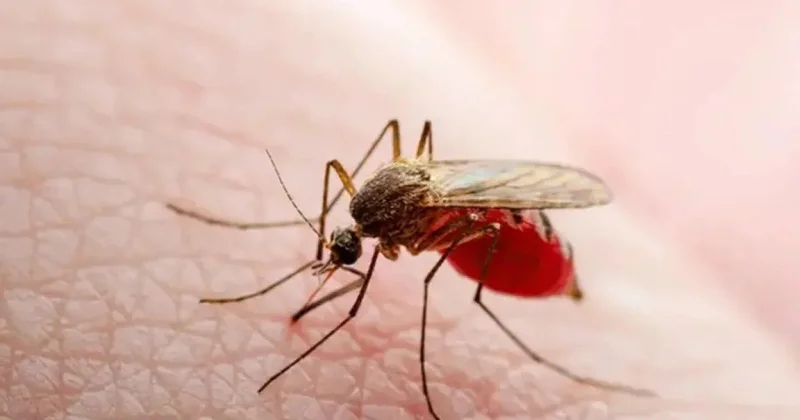 Avropada təhlükəli virus yayılır 6 nəfər öldü