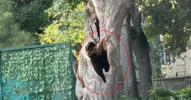 Bakının mərkəzində TƏHLÜKƏ: Qurumuş ağac hər an aşa bilər