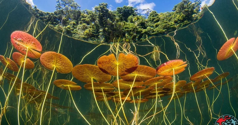 “Underwater Awards Australasia 2025” sualtı fotoşəkil müsabiqəsinin qalibləri müəyyənləşib