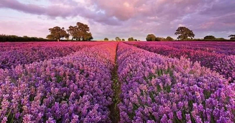 Lavanda ekstraktı depressiya müalicəsində kömək edə bilər