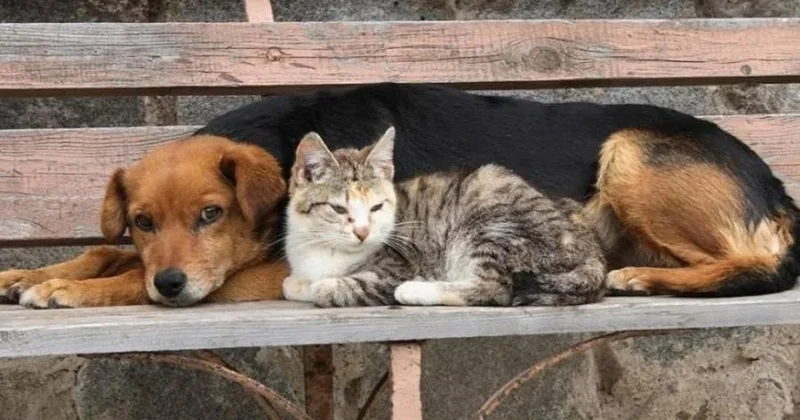 Heyvanlara zülm edənləri hansı CƏZA GÖZLƏYİR? ARAŞDIRMA