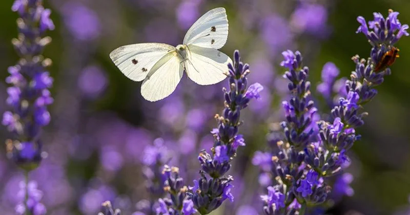 Lavanda depressiyaya qarşı təbii vasitə ola bilər