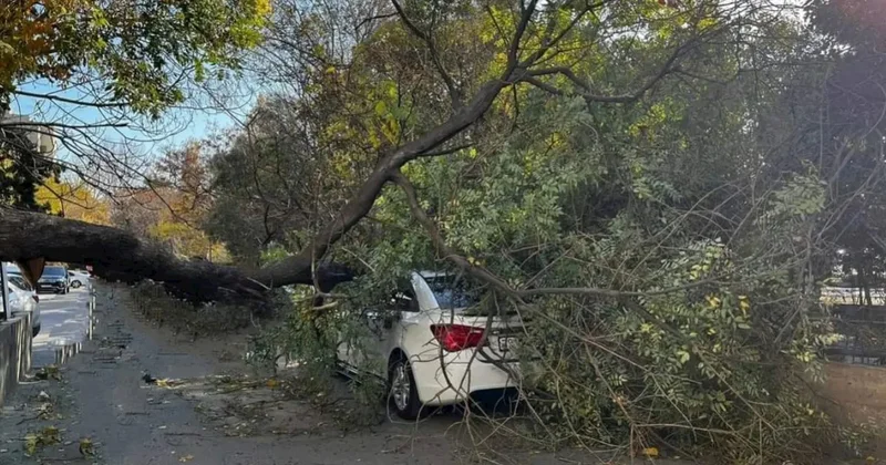 Küləyə görə zərər görən sürücülərin pulunu kim ödəməlidir? Açıqlama